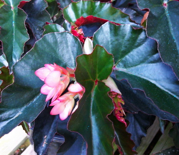 B. ‘Little Alabaster’